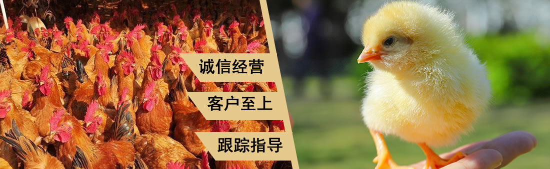 400萬紅外高清攝像機